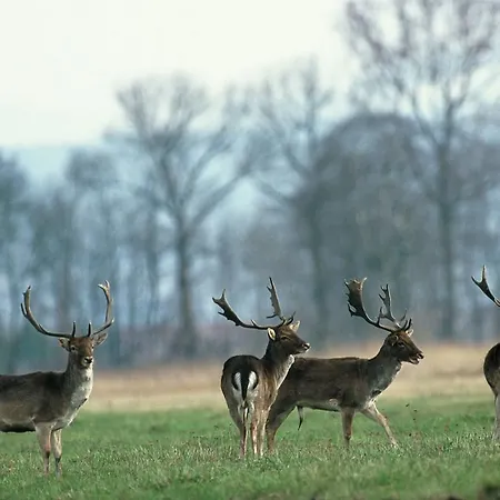 Restaurant De L'illwald